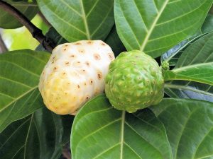 cheese-noni-plant