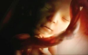 life-in-womb-video-