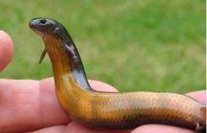 yellow-bellied-three-toed-skink