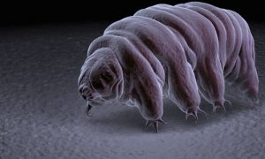 Tardigrade 1