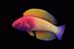 wrasse